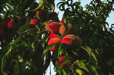 Peaches on trees. Researchers at the National Robotarium in Edinburgh have developed a new AI system that can count flowers on fruit trees. National Robotarium / PA