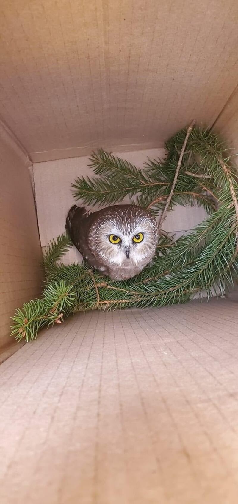 Rockefeller, a northern saw-whet owl, looks up from a box, after being found and rescued in a Christmas tree in Rockefeller Centre in New York. Ravensbeard Wildlife Center via REUTERS