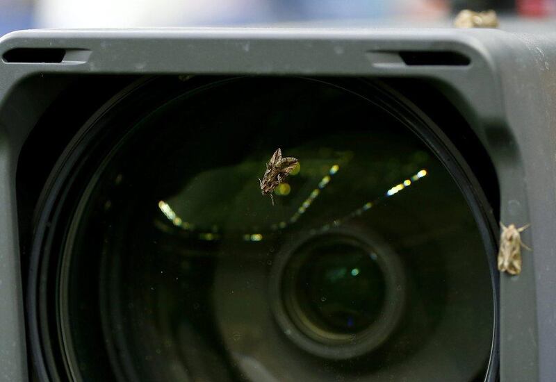 Moths sit on a TV camera before the Uefa Euro 2016 Final match between Portugal and France at Stade de France in Saint-Denis, France, 10 July 2016. Abedin Taherkenareh / EPA