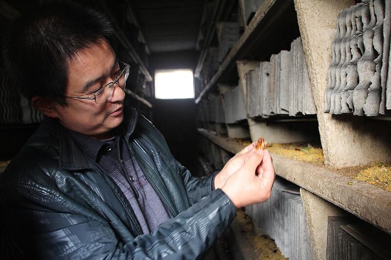  Wang Fuming, a cockroach farmer from Shandong province in eastern China, looks on as his 15 million insects devour a ton of fresh vegetable pulp. Carol Xiao For The National 