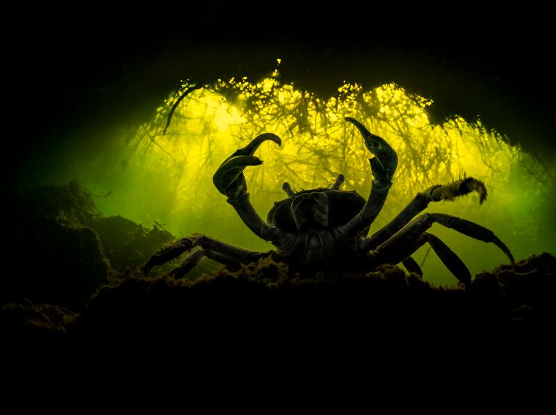 Second place, Ocean Wildlife Photographer of the Year, Martin Broen, from Mexico. A seemingly giant blue crab feeds in the current. 