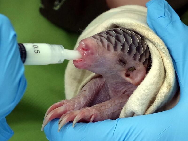 A newborn pangolin is fed by a staff member at Taipei Zoo. AFP