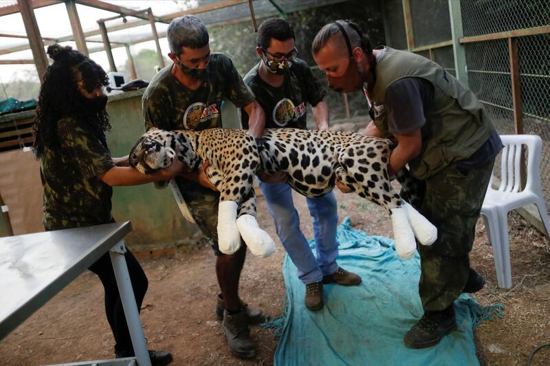 An adult male jaguar named Ousado receives treatment for burn injuries on his paws after a fire in Pantanal. Reuters