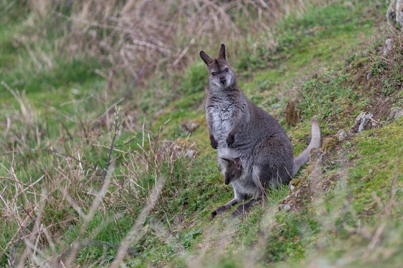 A wallaby on Lambay Island in the Irish Sea. The animals were introduced to the island in the 1950s, and more came to the island from Dublin Zoo in the 1980s. Wikimedia Commons