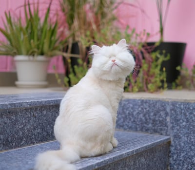 Moet, a blind Persian cat, is a social media star with 1.1 million followers on TikTok, 220,000 on Instagram, 50,000 on Twitter and 15,000 on Facebook. Photo: Emily Shotter