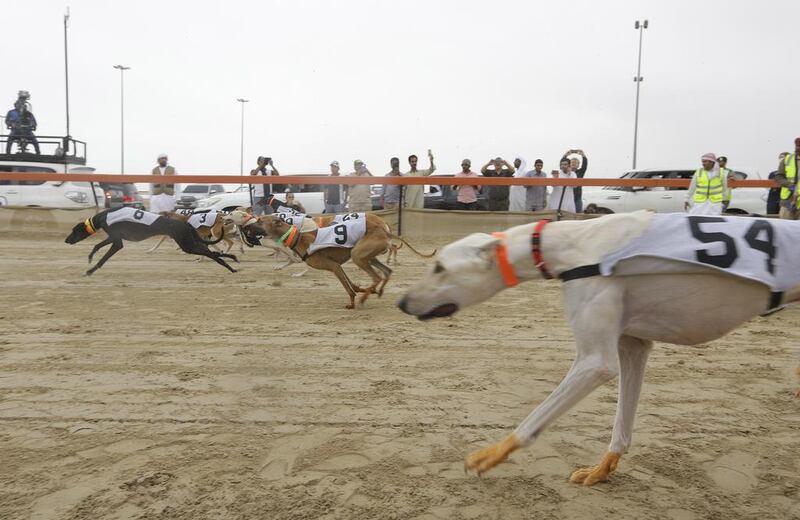 Salukis race at the 10th edition of Saluki Championships at Al Marmoom.  Jeffrey E Biteng / The National 