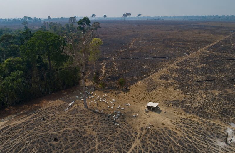 Cattle graze on land recently burnt and deforested by cattle farmers near Novo Progresso, Para state. AP