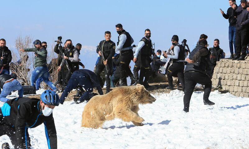 People and security members run away from a bear after Kurdish animal rights activists released it into the wild, in Dohuk, Iraq. Reuters