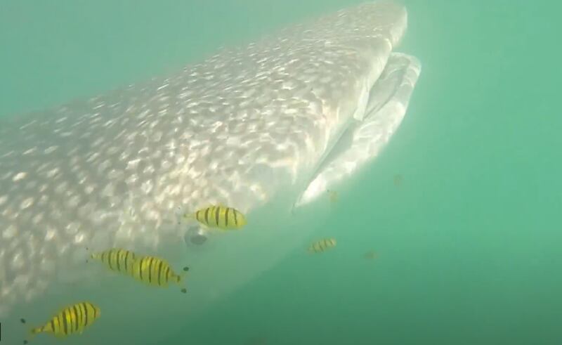 Paddling with a whale shark in Abu dhabi