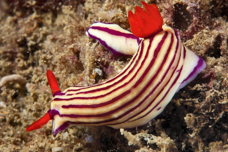 Colours that become electric under strobe is one of the reasons why people show interest in nudibranchs. Courtesy Dragan Petkovic