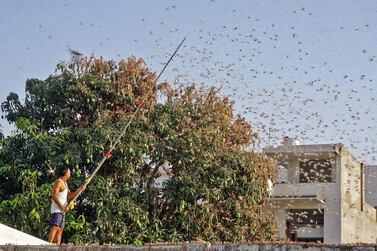 TOPSHOT - In this photograph taken on May 25, 2020 a resident tries to fend off swarms of locusts from a mango tree in a residential area of Jaipur in the Indian state of Rajasthan. Authorities on May 25 were combating swarms of desert locusts that have been rampaging across parts of western and central India in the nation’s worst pest infestation in nearly three decades, an official said. / AFP / Vishal Bhatnagar