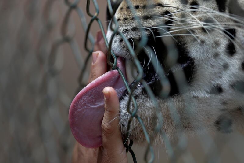 An adult male jaguar named Guarani licks the hand of his keeper while receiving veterinary care, food and treatment at NGO Nex Institute in Corumba de Goias, Goias State. Reuters