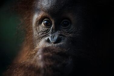 A borneo orangutan is seen at Salat island as haze from the forest fires blanket the area at Marang in the outskirts of Palangkaraya, Central Kalimantan, Indonesia, in 2019 from illegal blazes to clear land for agricultural plantations. Getty Images
