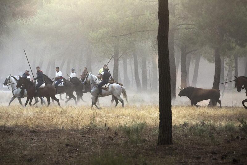 Spanish riders with lances herd fighting bulls from the ranch of Lagunajanda through the forest outside of town during the fourth ‘encierro,’ or bull run, in the Fiesta de Cuellar, in Castilla and Leon, Spain. The fiesta in Cuella is recognised as one of the oldest in Spain, dating back to 1499. Jim Hollander / EPA