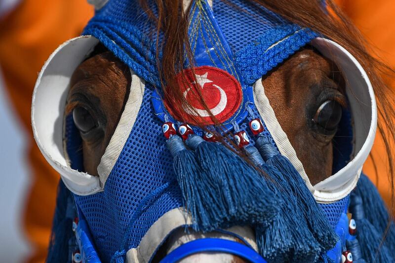 A horse wearing decorated headgear, pictured before the start of a jereed game. The sport originated among Turkish nomadic tribes, for whom the horse was an essential and sometimes sacred animal. AFP