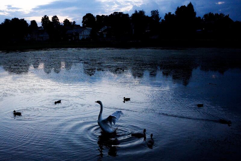 A swan stretches its wings in a pond close to the  Trinity Lavra of Saint Sergius monastery, 70 kilometres north-east of Moscow. Kirill Kudryavtsev/AFP
