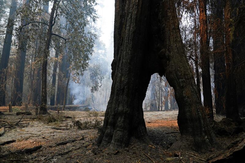 Trees smolder in Big Basin Redwoods State Park, California. AP Photo