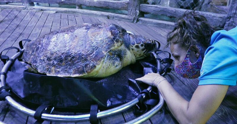 The Environmental Agency Abu Dhabi (EAD) and The National Aquarium located at Al Qana in Abu Dhabi successfully treated and pre-released a loggerhead turtle. All pictures courtesy of EAD/National Aquarium