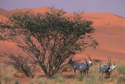The area's Arabian Oryx programme is considered the most successful in the world. Photo: National Centre for Wildlife
