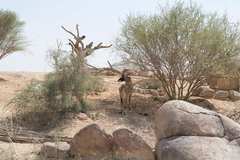 A gazelle at the Sheikh Zayed Desert Learning Centre. Saeed Al Neyadi / Crown Prince Court - Abu Dhabi