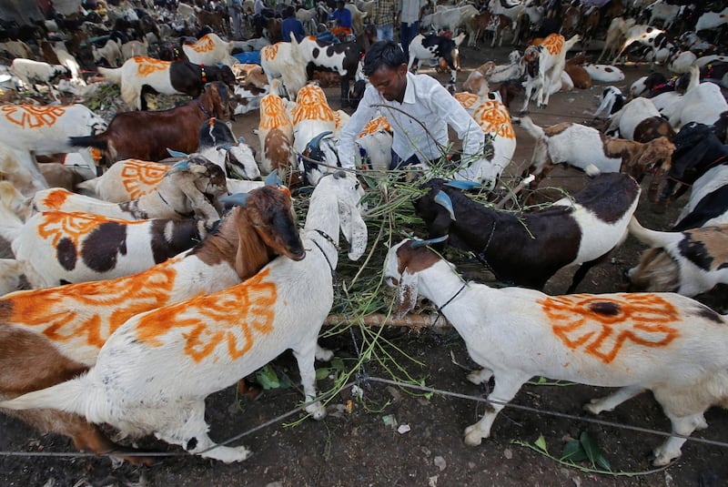 A man feeds his goats in Kolkata, India. Reuters