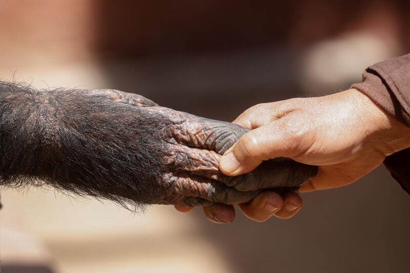 Giza Zoo keeper Mohamed Aly touches the hand of a chimpanzee called 'Jolia' as she reaches through the cage bars. Reuters