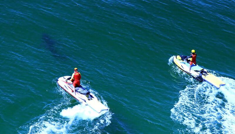 Life savers chase a shark off Ballina's popular Lighthouse Beach following the shark attack that injured a 17-year-old surfer. AFP