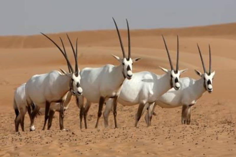
DUBAI, UNITED ARAB EMIRATES Ð June 18, 2011: Arabian Oryx at the Dubai Desert Conservation Reserve area in Dubai. (Pawan Singh / The National) For News. Story by Colin