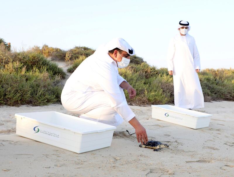 HUDAYRIYAT, ABU DHABI, UNITED ARAB EMIRATES - June 10, 2021: Members of The Environment Agency - Abu Dhabi participate in a turtle release, on Hudayriyat Island.

( Hamad Al Ameri for the Ministry of Presidential Affairs)
---