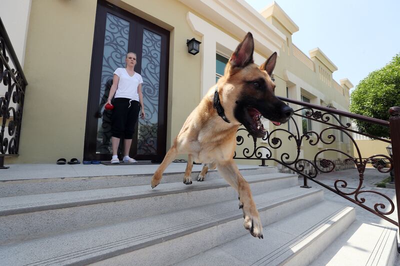Tene Saarva, 31, from Estonia with her dog Denny at her home in Dubai. She now fosters Denny who retired from the Dubai Police K9 unit. Chris Whiteoak / The National