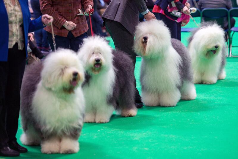 The Old English Sheepdog has been listed for the first time as vulnerable to extinction after a drop in popularity. AFP