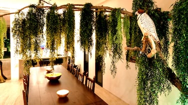 Kareem Aswad's dining room has a weeping willow hanging overhead. Photo: Kareem Aswad / Karen El-Khazen