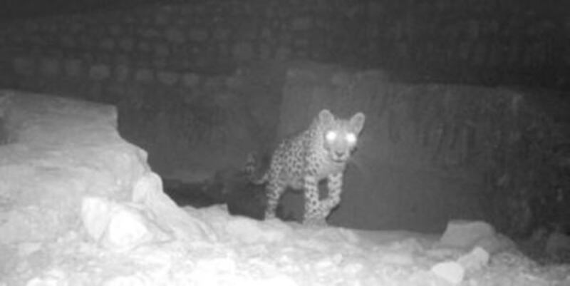 A rare Arabian leopard has been spotted in Oman, fewer than 200 are thought to exist in the wild. Courtesy: Times of Oman 