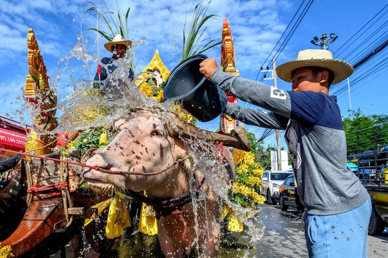 A farmer splashes water on his water buffalo during the traditional parade before the annual Chonburi Buffalo Race in Chonburi, Thailand. AFP