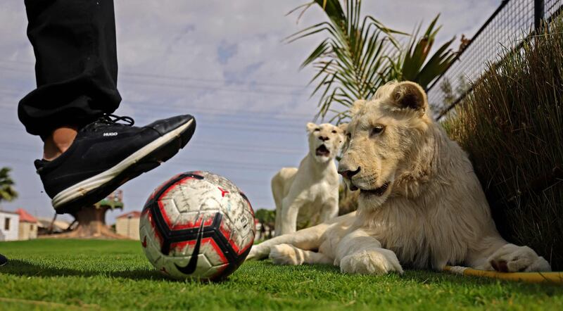 A white lion keeps a close eye on a football while playing with its trainer, at Al Buqaish private zoo in Sharjah. AFP