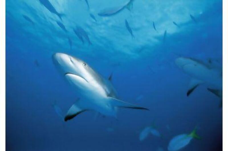 The blacktip shark is among the largest shark species commonly found in Arabian Gulf waters and grows to two metres or more in length. ARCOF Schneider