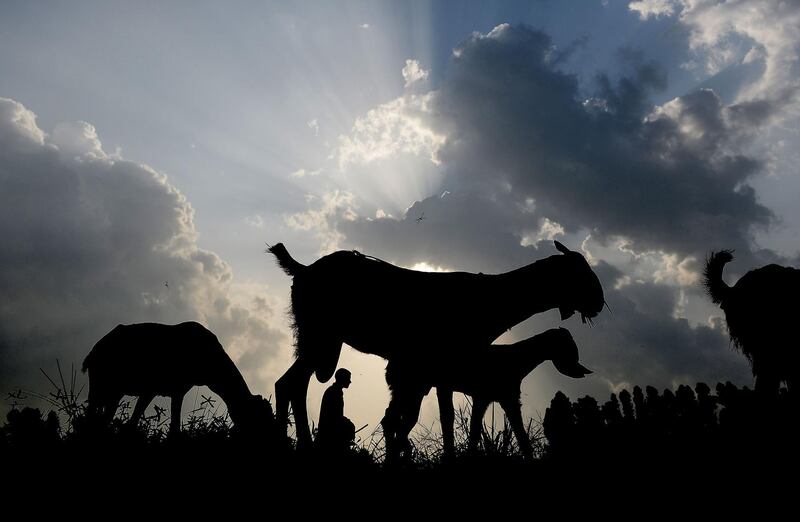 This photo shows an Indian villager herding his flock of goats on the outskirts of Jalandhar. AFP