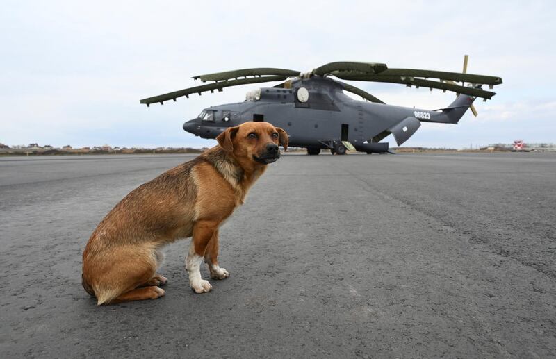 A dog sits on the tarmac during a demonstration tour in Rostov-on-Don, Russia. Reuters