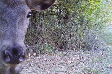Deer. Courtesy Rewilding Apennines/ZSL 