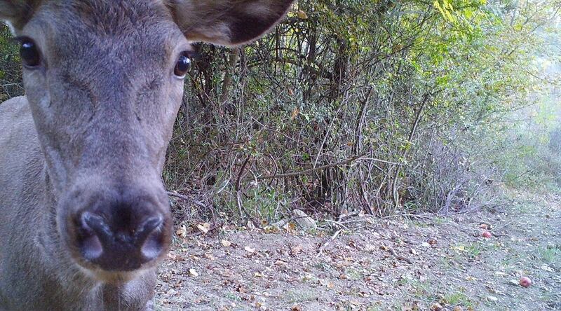 This deer appears to have caught sight of the webcam. Courtesy Rewilding Apennines / ZSL