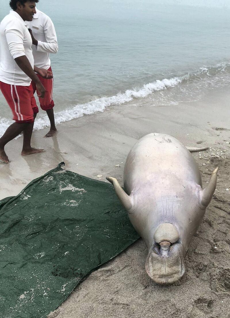 Abu Dhabi, February 17, 2018: Four dugongs, 3 males and 1 female, have been found washed ashore on Abu Dhabi’s Saadiyat Public Beach in recent weeks, in what may be the biggest single die-off of one of Abu Dhabi’s most vulnerable species. In addition, another dead dugong, an expecting mother with a fully-developed calf was discovered last week. Abu Dhabi Environment Agency 