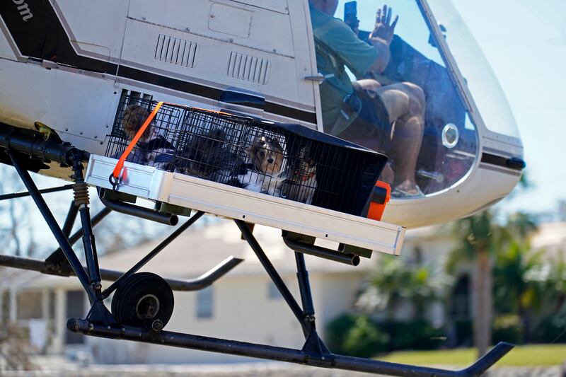 Dogs are strapped on to the external cargo platform of a helicopter as owner Tom Koch is moved to safety by members of Mediccorps.org. AP