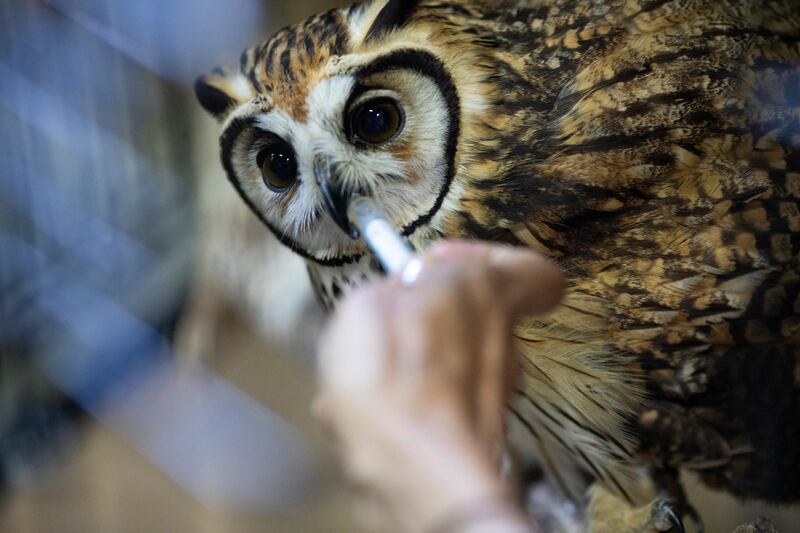The veterinarian and environmentalist Grecia Marquis uses a syringe to give water to an owl at the Feathers and Tails in Freedom foundation, in Caracas, Venezuela. The owl who was found two months ago with a wing injury is now recovering after surgery. AP Photo