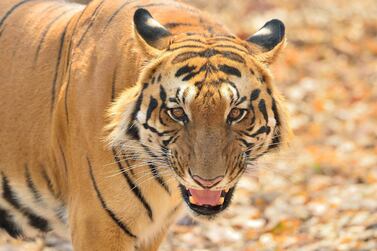 Royal Bengal Tiger (Getty Images) *** Local Caption *** wk04mr-tr-crowns-kanha.jpg