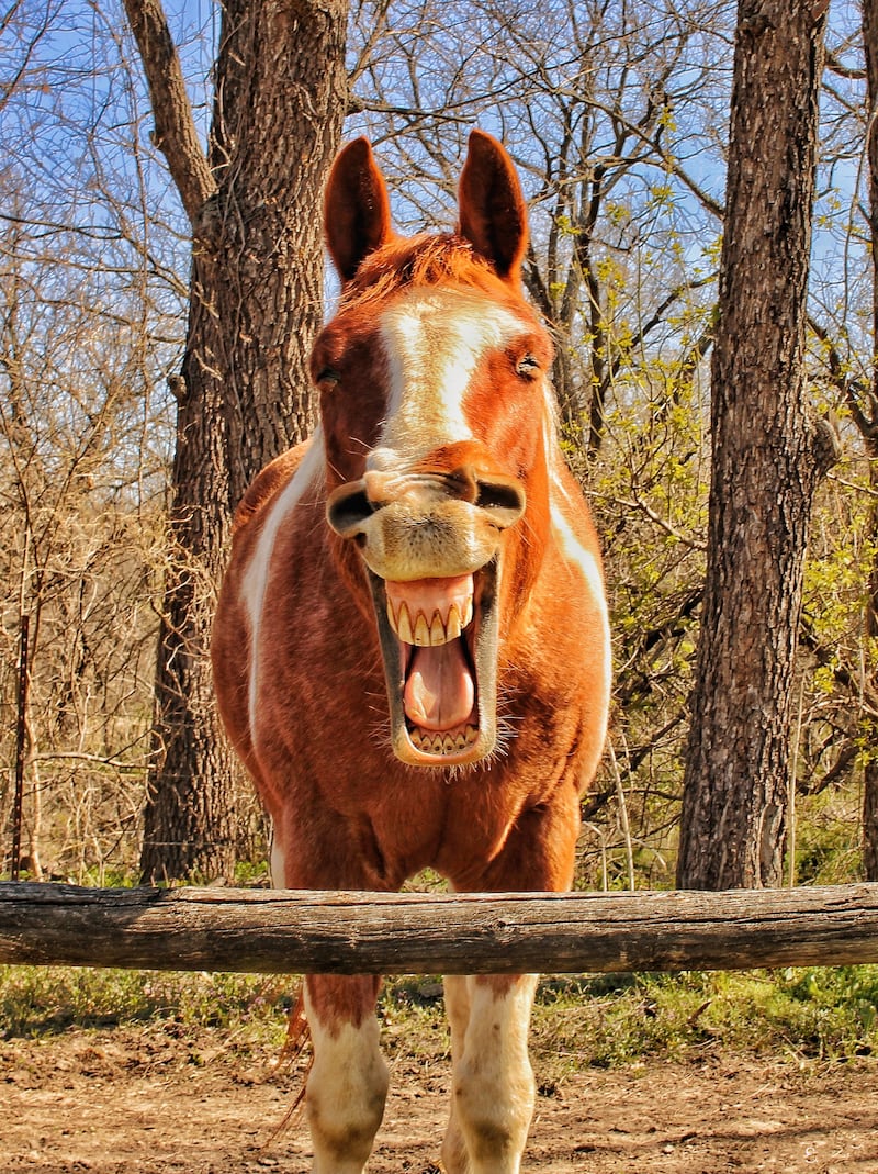 The Mighty Horse Category Winner - 'Good Morning' by Mary Ellis. 'I like to visit the stable horses before I begin my hike at the State Park ... this is the reply I received when I said 'Good Morning'.'