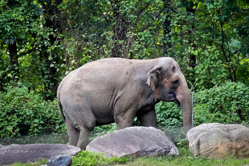 Happy the elephant, not human, at the Bronx Zoo. AP