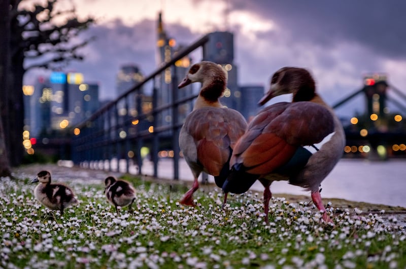 Goslings and their parents walk along the river Main, near buildings of the banking district in Frankfurt, Germany.