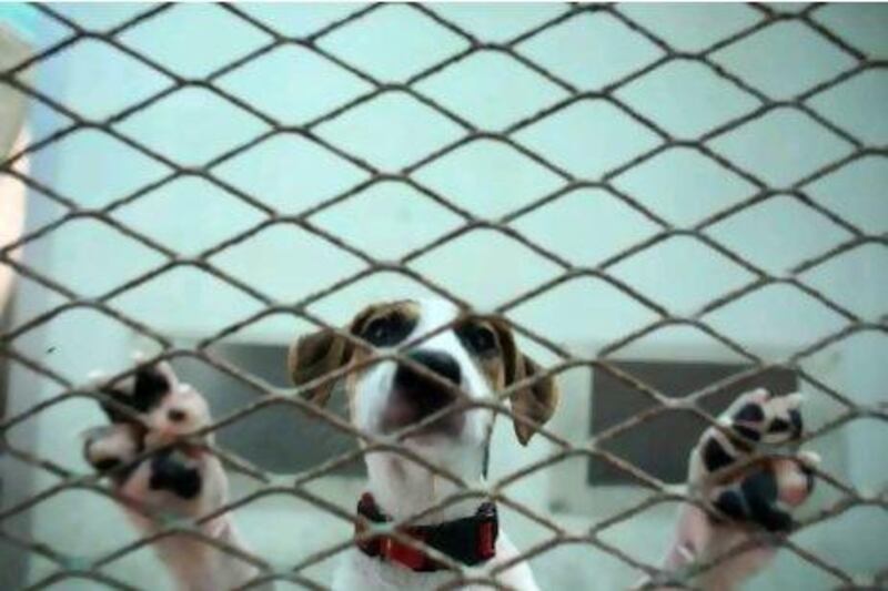 The kennels of the Dubai-based, licenced animal shelter, K9 Friends, are already full; in fact, the organisation has a waiting list of 41 animals waiting for a spot in its facilities. Sammy Dallal / The National