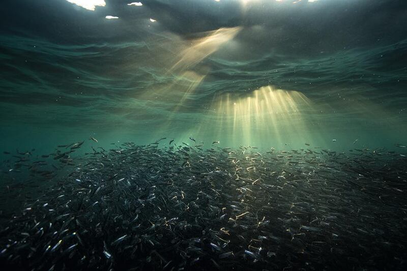 Peruvian anchovies form immense shoals off the Pacific coast of South America. 