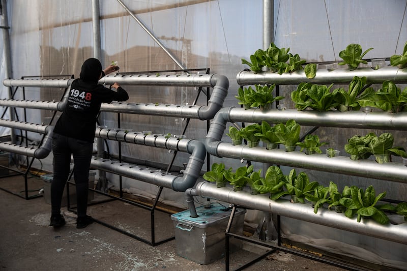 A Palestinian teenager plants lettuce at the Lajee Centre’s hydroponic rooftop garden in the Aida refugee camp near Bethlehem on October 22, 2021. Photos by Heidi Levine for The National
